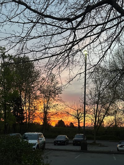 The rotated image captures a vibrant sunset over an outdoor scene in Delta, Canada, during dusk or early evening. The sky transitions dramatically from a soft grey-blue at the upper left to brilliant shades of orange, yellow, and red towards the horizon on the right.

In the foreground and midground, a dense network of dark, bare tree branches forms a striking silhouette against the colorful sky, suggesting the season is late winter or early spring. A tall, illuminated street lamp stands prominently towards the left, its light piercing through the branches.

Further back, more trees are visible, some beginning to show green foliage, also silhouetted by the intense sunset. Below these trees, a paved parking lot occupies the right side of the frame. Several cars are parked, including two dark-colored vehicles and a white car closer to the foreground. On the side of the white car, partially visible text reads "De Kids" or a similar phrase, along with some graphics. Green bushes and other undergrowth line the bottom right edge of the image. No people are visible. The overall atmosphere conveyed is one of serene twilight.