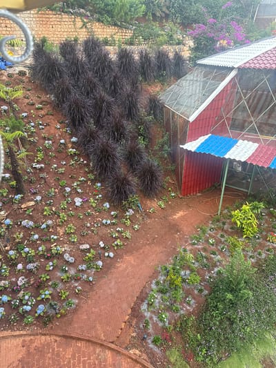 The image depicts a cultivated garden on a sloping hillside in Đa Bla, Vietnam. The ground predominantly consists of reddish-brown soil. The upper left slope features dense clusters of dark purple ornamental grass planted in terraced sections. Below these, small hydrangeas with blue, purple, and white blooms are scattered across the left slope.
A brick pathway, constructed from terracotta-colored bricks, branches through the garden, with one segment descending from the center and another curving along the lower edge of the frame. On the right, a greenhouse structure stands, featuring a lower section with red corrugated metal siding and an upper section with transparent panels. An attached awning, composed of alternating blue, white, and red corrugated metal panels, extends from the greenhouse. A coiled garden hose is present on the ground near the awning.
The lower right section of the garden contains smaller green plants interspersed with white and red flowers, along with a compact evergreen shrub. Small white irrigation emitters are visible among these plants. In the background, a brick retaining wall supports the upper hillside, which is covered with green foliage and trees, including some with purple flowers. A curved, coiled metal element is partially visible in the upper left foreground. No individuals or specific actions are observed.