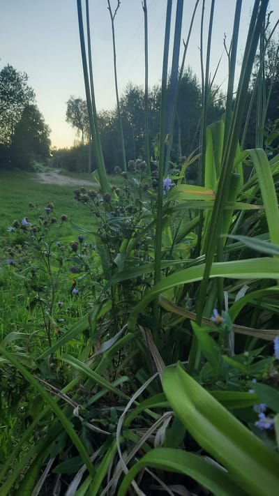 The image depicts a close-up view of tall green grass and some small purple flowers in the foreground. In the background, a dirt path winds through a grassy field, leading towards a treeline under a pale sky. The overall setting appears to be rural, possibly a field or meadow, with the presence of what seem to be utility poles and wires visible in the distance. The lighting suggests it could be late afternoon or early evening. There are no people or animals visible in the scene. The location is identified as Slavyanski Sel'ski Sovet, Belarus.