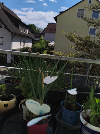 This media file captures an outdoor scene from a balcony, likely in Pegnitz, Germany, on a bright, sunny day with scattered white clouds. The foreground features several potted plants, including chives with delicate spherical flower heads, and other greenery. Decorative white butterflies, possibly garden ornaments, are visible amongst the plants. Two of these butterflies are perched on stems, their wings spread. One is light blue and white, while another appears to be entirely white with a blue accent.
The midground reveals a metal railing, suggesting the viewpoint is from a balcony or raised platform. Beyond the railing, residential buildings with tiled roofs are visible. One house is painted yellow, with several windows, some featuring roller blinds. Another building, mostly visible on the left, has a dark tiled roof and white walls, with multiple windows and a dark roof dormer. In the distance, more houses and lush green trees can be seen, contributing to a suburban or residential neighborhood setting. A white gazebo or canopy structure is also visible in the background, suggesting an outdoor living area.
The overall impression is peaceful and pleasant, indicative of a clear summer day. The presence of plants and garden decorations implies a well-maintained outdoor space, possibly a small balcony garden. No people are visible in the frame. The lighting suggests it is daytime, likely late morning or afternoon, given the strong sunlight casting shadows. There is no visible text in the image.
