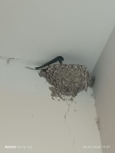 A swallow is perched on its mud nest. The nest is constructed from mud and straw and is attached to a white wall. The bird is small and dark with a forked tail. The image was taken in Dangir, Uzbekistan, on July 8, 2026, at 7:57 PM.