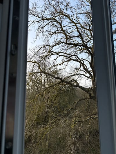 The image displays an outdoor scene observed through a partially visible window frame, located in the city of Senokos, Bulgaria. The foreground features vertical sections of a light-colored window frame on both the left and right sides, with a blurred focus on the left frame revealing metallic hardware elements. The primary subject is a dense grouping of dormant deciduous trees, characterized by an intricate network of bare, dark brown and grey branches. Scattered light green moss or lichen adheres to some branches. The canopy fills the midground and background, while the lower portion of the image shows dense, leafless undergrowth. A clear, pale blue sky is visible through the upper branches. No individuals, animals, or artificial structures are discernible within the natural environment.