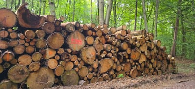 This image depicts a large, neatly stacked pile of cut logs in a forest setting. The logs vary in size and diameter, with many showing their circular cross-sections. Some logs are marked with bright orange and red spray paint, indicating they are likely part of a logging operation or forestry management. One prominent log in the center has "P 1104" spray-painted in red.
The scene is set within a dense forest, characterized by tall, slender trees with green foliage. The sunlight filtering through the leaves suggests it is daytime, possibly late morning or afternoon. The ground is covered with fallen leaves and debris, typical of a forest floor. The overall atmosphere is natural and perhaps a bit rugged, with no signs of human presence beyond the marked logs. The weather appears to be fair, with ample light. The location context places this scene in Seevetal, Germany.
