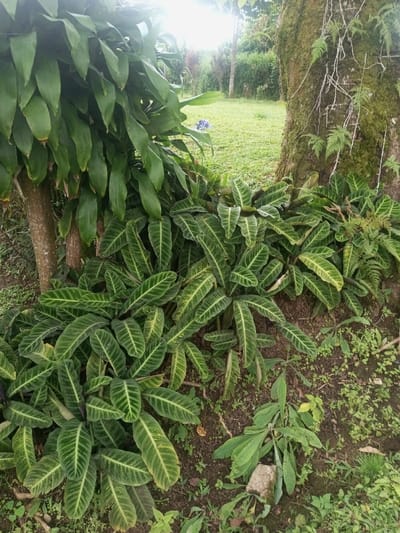 The image depicts an outdoor botanical scene within Nghĩa Đồng Commune, Vietnam. The foreground is dominated by a dense growth of low-lying plants, characterized by elongated, dark green leaves featuring prominent lighter green or yellowish horizontal striped patterns. These plants emerge from dark brown soil, which contains scattered small weeds and organic debris, including a small, light-colored rock fragment. To the left, a tree trunk with smooth, light brown bark is partially obscured by a cluster of broad, solid green leaves. To the right, a larger tree trunk is visible, heavily textured with green moss, supporting multiple epiphytic ferns, and exhibiting fibrous root-like growths clinging to its surface. The midground and background feature a manicured green lawn, extending towards a line of distant trees and dense foliage. A bright, un-diffused light source, consistent with direct sunlight, is visible in the upper-right portion of the background. A faint, irregularly shaped blue object is discernible on the lawn in the mid-distance. No human or animal figures, nor any significant man-made structures, are present in the frame.