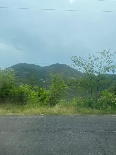 The image shows a paved road in the foreground, with lush green vegetation and trees lining the roadside. In the background, a large, tree-covered mountain dominates the landscape under a cloudy sky. The scene appears to be a natural, rural setting, likely in or around the city of Pechinska, Bulgaria, given the context provided. There are no people, animals, or discernible structures other than the natural elements and the road. The overall impression is one of a quiet, overcast day in a mountainous, green environment.