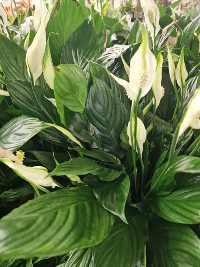 The media file is a close-up, overhead shot of several peace lily plants, likely indoors given the lighting and the presence of what appear to be other plants and possibly shelves in the blurred background. The focus is on the lush, dark green foliage and the characteristic white spathes of the peace lilies, some of which are in full bloom, while others are just emerging. The spathes are elegant, elongated, and curve gracefully, contrasting with the broader, glossy leaves. Some of the leaves show minor imperfections, such as brown spots, suggesting they are healthy, mature plants. The overall impression is one of natural beauty and tranquility. There is no visible text or indication of specific time of day or weather. The location context provided is Wootton, United Kingdom, which could imply this is a common houseplant found in homes or garden centers there.