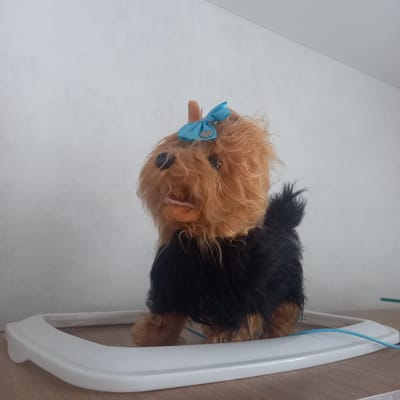 A plush toy dog, resembling a Yorkshire Terrier, sits inside a white plastic baby walker. The dog has long, shaggy, light brown fur on its head and body, with black fur on its lower body and tail. It has black button eyes and a pink tongue sticking out. A small, light blue bow with a silver charm is attached to the top of its head. The dog is positioned centrally within the walker, which is a white plastic frame with a light blue cord running through it. The walker sits on a wooden surface. In the background, a textured, off-white wall is visible. The scene appears to be indoors. There is no indication of the specific location within Cepeleuți, Moldova, beyond it being an indoor setting.