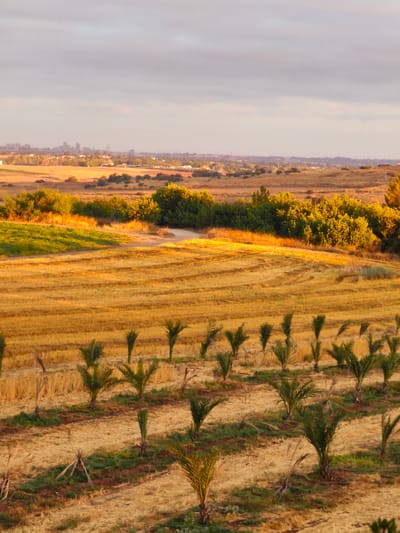 The image depicts a rural landscape in Shaalvim, Israel, under a cloudy sky. The foreground is dominated by rows of young palm trees planted in dry, straw-colored fields. The fields appear to have been recently harvested, with visible patterns of stubble and some patches of greenery. In the middle ground, a cluster of lush green trees creates a contrast with the surrounding dry vegetation. Further in the distance, a city skyline is faintly visible, suggesting proximity to an urban area. The lighting suggests either sunrise or sunset, with warm golden hues cast across the landscape. The scene is devoid of any people or animals.