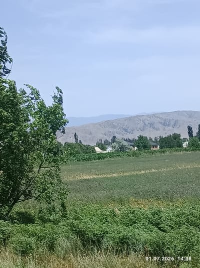 The image depicts a rural landscape with a large tree in the foreground on the left, casting a shadow on the dense green vegetation and dry grass below it. In the mid-ground, a cultivated field stretches out, appearing to be a crop such as corn or a similar plant, with rows visible. Beyond the field, a line of trees separates it from a cluster of buildings. One building, possibly a small house or shed, is prominently featured with a brown roof. In the background, a large, barren mountain range dominates the horizon under a clear, pale blue sky. The timestamp "01.07.2026 14:08" is visible in the lower right corner, indicating the date and time the photograph was taken. The scene is consistent with the geographical features of the Chüy region of Kyrgyzstan, characterized by agricultural valleys and surrounding mountainous terrain.