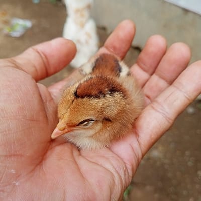 The image depicts a small, light brown chick with darker brown markings on its head and back, resting within the open palm of a human hand. The chick's eyes are largely closed, and it possesses a small, orange-yellow beak. The human hand exhibits a medium-brown skin tone and is gently cradling the chick. The scene is set in Ketowan, Indonesia. In the blurred background, a partially visible, indistinct white avian subject is present, along with a light brown, textured ground surface. The overall environment appears to be an outdoor or semi-outdoor setting.