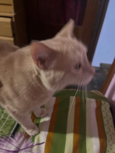 The image shows a close-up, blurry shot of a light-colored cat on a striped blanket. The cat's head is turned to the right, and its whiskers are prominent. In the background, there appears to be some shelving or furniture and a window with a light-colored sky visible. The striped blanket has bands of green, white, and orange. There is also a hint of a purple object in the lower left corner, possibly a toy. The image quality is poor, with significant motion blur. The location in the city of Móstoles, Spain, cannot be determined from the visual information provided.