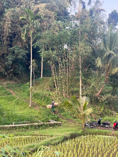 This image depicts a rural scene in Tetebatu, Indonesia, characterized by lush greenery and agricultural terraces. In the mid-ground, a person wearing a hat and a green sarong walks along a dirt path, carrying two woven baskets. The path winds through a verdant landscape with tall trees, including bamboo and palm trees. In the foreground, young rice plants are visible in flooded terraces, suggesting ongoing cultivation. To the right, three motorcycles are parked on the side of the path, indicating the presence of transportation. The background is dominated by a dense forest, adding to the natural and remote feel of the location.