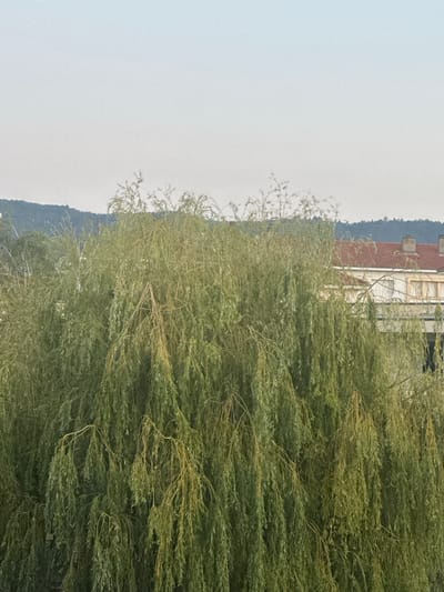 The image shows a weeping willow tree in the foreground, obscuring a residential building in the background. The building appears to have a red tiled roof and several chimneys. A hill covered with trees is visible behind the building, and the sky is overcast. The scene is likely located in Clermont-Ferrand, France, as suggested by the architectural style and vegetation. There are no people or animals visible in the image. The lighting suggests it is daytime, possibly late afternoon or early morning due to the soft light.