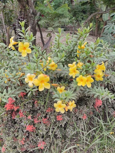 A cluster of yellow allamanda flowers with green leaves and red ixora flowers forms the foreground of this outdoor scene. The flowers are in various stages of bloom, with some fully open and others in bud. The background is composed of trees and foliage, suggesting a garden or natural setting. The lighting indicates it is daytime, likely with natural sunlight. The image does not contain any people or specific urban elements that would identify it as being located in Pantepisang, Indonesia, or any other specific city.