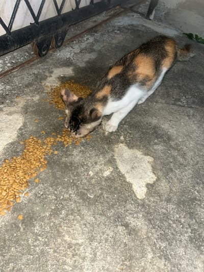 A calico cat is eating dry cat food scattered on a concrete surface. The cat is positioned in the center of the frame, with its head lowered to the food. The background shows a black metal gate and some green foliage. The scene appears to be outdoors, possibly in a yard or alleyway in Lampeudaya, Indonesia. The concrete surface is wet in several areas, creating lighter patches. The lighting suggests it may be nighttime or dusk.