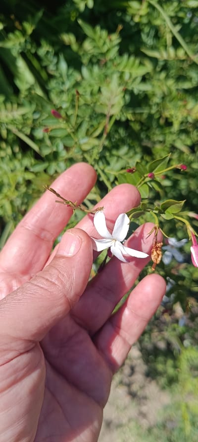 This vertical close-up image, set in Forest Hills, Spain, depicts a human hand interacting with a flowering plant. The hand, with visible skin lines and short fingernails, uses its thumb and forefinger to support or hold a slender green stem. Attached to the stem are several small green leaves, multiple pinkish-red flower buds, and one open white flower with five petals. A dried, brown botanical element is also present on the stem. The background consists of blurred green foliage. The scene is illuminated by direct sunlight, casting shadows on the hand.