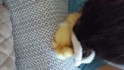 The image shows a close-up view of a person's dark hair with a yellow fluffy object that appears to be a stuffed animal or costume attached to it. The object is white and fuzzy with a yellow portion. The background consists of a patterned textile and a beige quilted surface. The scene is indoors, likely on a couch or bed. The location in Büyükçekmece, Turkey is not discernible from the image itself.