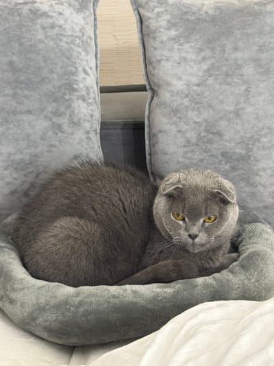 A grey Scottish Fold cat with yellow eyes is nestled in a grey, plush, multi-level cat tree. The cat is looking at the camera. A white sheet or blanket is partially visible on the right side of the cat tree. A wall is visible in the background through an opening in the cat tree. The location is identified as совхоза "Воронежский", Russia, but this is not verifiable from the visual information.