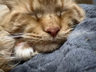 The image is a close-up, eye-level shot of an orange tabby cat sleeping on a dark gray, fuzzy blanket. The cat's eyes are closed, and its pink nose is visible. Its whiskers are prominent. The background is the blanket, which appears soft and textured. There are no humans or any other animals visible in the image. The image does not provide any information about the city of Markova, Russia, or any specific location within it.