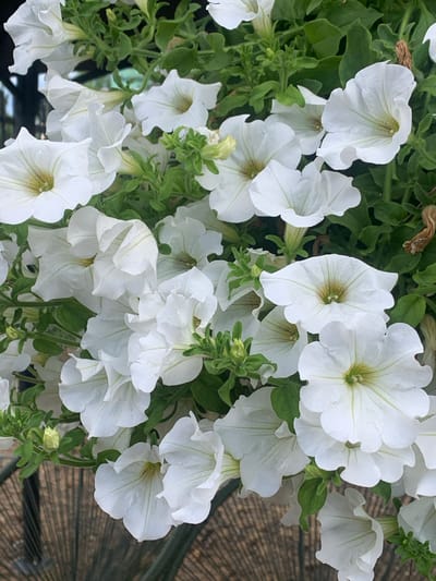 This media file is a close-up, overhead view of a cluster of white petunias in full bloom. The flowers are predominantly white with delicate green veining radiating from their centers. Some of the flowers are fully open, showcasing their trumpet-like shapes, while others are still developing buds. The surrounding foliage is lush and green, interspersed with hints of dried brown plant matter, suggesting the growth cycle of the plants. The backdrop is out of focus, revealing a textured surface that appears to be a rustic wooden or wicker material, possibly part of a planter or garden furniture. There are no people, text, or specific time of day or weather cues visible in the image. The scene is one of natural beauty, focusing solely on the delicate floral arrangement. The context provided places this scene in Hostomel, Ukraine.