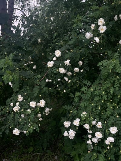 The image shows a bush with white roses, located in Moscow, Russia, at the coordinates 55.659 latitude, 37.591 longitude. The bush is in full bloom, with many white roses visible throughout the image. The bush is surrounded by green foliage and some brown branches. The background is blurred, suggesting the image was taken outdoors. The light is soft and diffused, suggesting a cloudy day. There is no person in the image. There is a trunk of a tree in the upper left corner of the image. The roses are in various stages of bloom, with some fully open and others still in bud. There are some small, brown, dry petals on the ground. The branches of the bush are reaching up towards the sky. The foliage is lush and green.