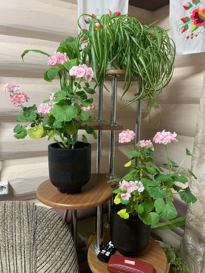 A still life composition of houseplants on a tiered stand is presented. The plants are a spider plant with long, variegated green and white leaves and a flowering geranium with clusters of delicate pink blossoms and green, lobed leaves. The spider plant is positioned on the top tier, while the geraniums occupy the middle and bottom tiers. The plants are housed in black pots, and the stand has wooden platforms and chrome-plated supports.

In the background, the setting appears to be indoors, with a textured beige wallpaper featuring a subtle damask pattern. A draped curtain is visible above the wallpaper. To the left of the spider plant, a piece of white fabric with embroidered red and pink flowers is partially visible. To the right of the geraniums on the middle tier, a red object with the word "MARVEL" printed in white is present, alongside a black remote control. A part of a textured, striped armchair or sofa is visible in the foreground on the right.

The lighting suggests it is daytime, though no specific time can be determined. The scene is a domestic setting, likely a room in a home. No people are visible, and the overall mood is calm and domestic. The image is oriented sideways. The visible text is "MARVEL".