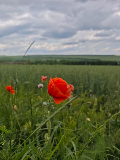 In the foreground of this image, a vibrant red poppy flower is in sharp focus, its petals slightly unfurled. The stem of the poppy is covered in fine hairs. To the left of this prominent flower, another red poppy is visible, and further in the background, a few more red and white flowers can be seen among the green foliage. The middle ground is a field of green grass or crops, with a treeline in the distance. The background consists of rolling hills and a cloudy sky. The scene appears to be a natural landscape, possibly a field in or around the village of Yutsa, Russia, given the context of the request. There are no people or animals present in the image.