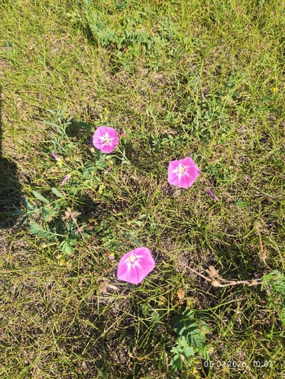 The image displays a patch of green grass with several pink wildflowers in bloom. Four distinct flowers are visible, each with five petals and a lighter center. Two of the flowers are fully open, one is partially open, and one is a closed bud. Some green leafy plants are interspersed with the grass. The lighting suggests it is daytime, with shadows cast on the ground. A timestamp "05.07.2026 10:07" is visible in the bottom right corner, indicating the date and time the photograph was taken. The scene appears to be an outdoor natural environment, likely a field or roadside in Konovalovo, Russia, given the context provided. There are no people or animals present in the image.