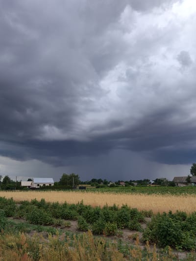 The image depicts a rural scene in Buhaivka, Ukraine, under a dramatic, overcast sky. In the foreground, rows of green bushes, possibly berry bushes, are planted in dark soil, with taller, dried grasses and plants at the very bottom edge. Behind the bushes, a field of golden wheat or similar grain stretches horizontally across the midground, its ripe stalks catching what little light is available.
Further back, a line of trees separates the fields from a cluster of buildings. These include at least two houses with light-colored siding and dark roofs, one of which has solar panels visible. A wider view of the horizon reveals more scattered houses and trees, suggesting a small village or hamlet.
The sky dominates the upper portion of the image. It is filled with heavy, dark, storm clouds that appear to be gathering or passing. There are visible streaks of rain falling from a particularly dark section of the clouds in the center of the frame. The overall atmosphere is somber and hints at an approaching or ongoing weather event. No people or animals are visible in the frame.