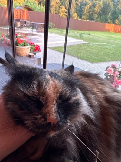 A tortoiseshell cat rests its head on a human hand, with its eyes closed. The cat has long, fluffy fur in shades of black, brown, and orange. A person's hand, partially visible, supports the cat's head. In the background, through a glass pane, a backyard is visible. This backyard features a wooden fence, green grass, a paved patio area with outdoor furniture and a grill, and potted plants with red and pink flowers. The scene is set outdoors in the city of Dolce Vita KP, Russia, suggesting a domestic or residential setting.