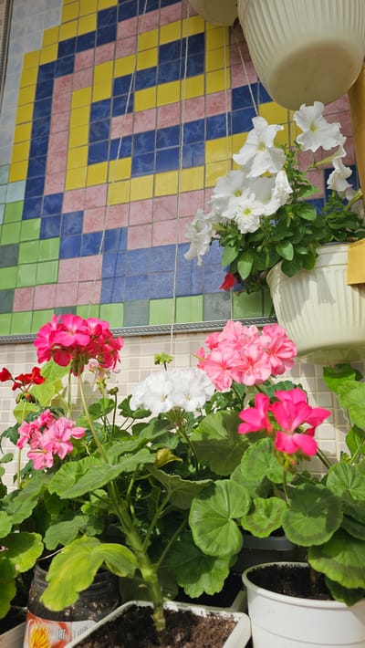 The image shows a close-up of several potted plants, primarily flowering geraniums, in bloom. There are clusters of bright pink and red geraniums in the foreground, with white geraniums and white petunias in the background. The plants are in various pots, some white and some black, with soil visible. Behind the plants, there is a wall with a colorful tiled mosaic pattern composed of squares in shades of pink, yellow, and blue. The lighting suggests it is daytime, with sunlight casting shadows. The scene appears to be outdoors, possibly on a balcony or patio. The location is identified as Sof'ino, Russia.