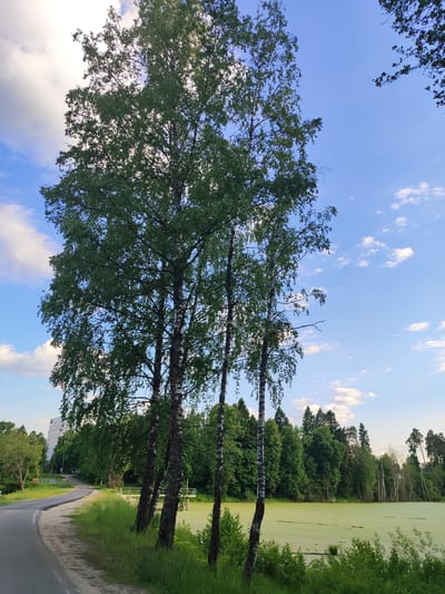 This image captures a tranquil natural scene in Mednoye-Vlasovo, Russia, likely during the late afternoon or early evening under a clear blue sky with scattered white clouds. The foreground is dominated by several tall, slender birch trees with their characteristic white and black bark and lush green foliage, positioned to the right of a gently curving asphalt road. The road has a dirt shoulder and is bordered by green grass and shrubs.
To the right of the birches, a sizable body of water, possibly a pond or lake, stretches into the distance. Its surface is entirely covered by a vibrant, uniform layer of bright green duckweed or algae, giving it an unusual, almost otherworldly appearance. A small, simple metal structure, resembling a pier or part of a water management system, extends into the green water near the foreground birches.
Beyond the pond and extending around its edges is a dense, verdant forest, consisting of various deciduous and coniferous trees. In the distant background, partially obscured by the trees and further along the curving road, a tall, multi-story building with a light-colored facade is visible, suggesting a mix of nature and human habitation. No specific human activity is depicted, and there is no visible text. The overall impression is one of serene natural beauty with a hint of urban proximity.