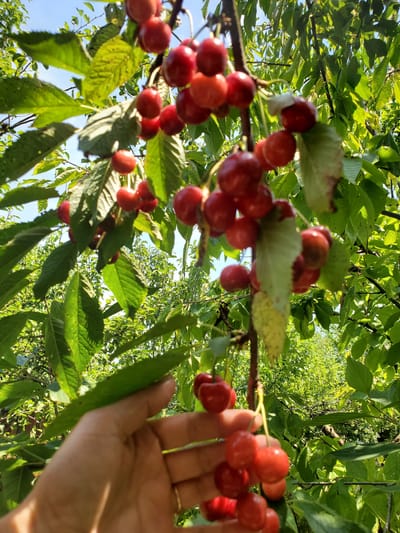 In Stopyatyy, Russia, a hand, adorned with a ring on the ring finger, reaches towards a cluster of ripe cherries hanging from a tree. The cherries, a vibrant red, are suspended on thin stems amidst green leaves, catching the sunlight. The background is filled with the dense foliage of a cherry orchard, suggesting a rural or agricultural setting. The sky above is a clear blue, indicating fair weather. The image captures a moment of harvesting or admiring the fruit.