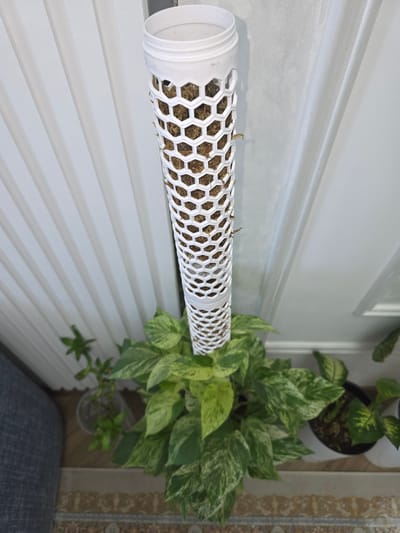A close-up shot focuses on a white, hexagonal, mesh plant support pole filled with moss. The pole is positioned horizontally and is partially in the foreground. To the right of the pole, a variegated pothos plant with green and yellow leaves is visible, growing out of a pot and extending upwards. The plant is lush and healthy. In the background, there is a white wall with vertical paneling and decorative molding. Further in the background, to the right, a portion of a patterned rug or tapestry with gold accents is visible, and a glimpse of another plant in a pot can be seen. The overall lighting suggests an indoor setting, possibly during the daytime. There is no visible text in the image. The scene is clean and well-lit, emphasizing the plant and its support.