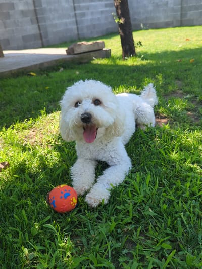 A white poodle-like dog is lying on a grassy lawn in front of a grey concrete block wall. The dog is panting with its tongue out and its tail is curled up. A bright orange ball with blue and yellow paw prints is resting on the grass next to the dog. Sunlight is casting shadows on the grass. The scene is likely a backyard in Oryahovo, Bulgaria, given the mention of the city. The background shows a tree and some scattered leaves on the ground.