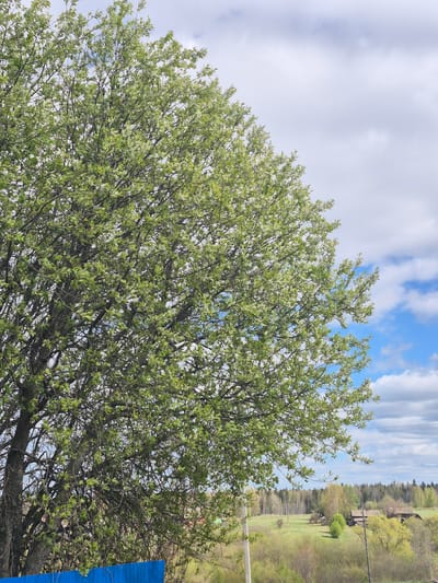 The image presents a tree in full bloom, its branches covered in dense green foliage and delicate white flowers. The sky visible through the branches is a mix of blue and white clouds. In the background, a rural landscape is discernible, with a mix of trees and vegetation, along with what appears to be a telephone pole and possibly a building. The overall impression is that of a spring scene in a countryside or suburban environment. A blue object is partially visible to the right of the tree. The location is identified as Дойная, Russia.