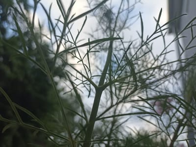 This is a close-up, low-angle shot of the feathery branches of a green plant, possibly dill or fennel, set against a blurred background of the sky and some dark foliage. The sky appears overcast with patches of lighter clouds, suggesting it might be daytime, perhaps late afternoon or early morning due to the soft light. The plant's delicate, lacy leaves are the primary subject, with the main stem and its branching structure clearly visible in the foreground. The soft focus of the background draws attention to the intricate details of the plant's structure. The colors are predominantly green and muted blues and grays. There are no people, visible text, or specific activity indicated in the image. The setting appears to be an outdoor environment, likely a garden or natural area, given the presence of plants and the sky. The image conveys a sense of natural tranquility.