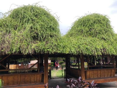 The image depicts an outdoor seating area with two domed thatched roofs covered in lush green foliage. The structures are constructed from bamboo and wood, featuring benches within. In the center of the image, a woman wearing a red hijab and black pants walks down a stone pathway. The scene appears to be a park or recreational area.