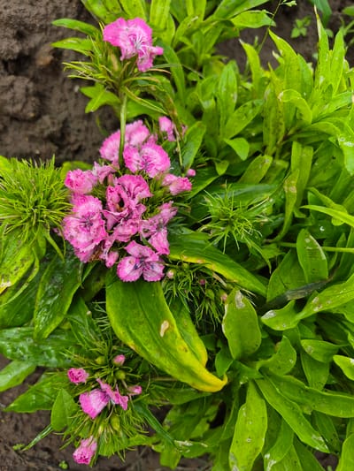 The image is an overhead, close-up shot of a patch of pink Dianthus flowers, commonly known as sweet william, in a garden setting. The flowers are in various stages of bloom, with some fully open and others still as buds. The petals are a vibrant pink with white markings. The foliage is a lush green, with some leaves appearing slightly wet, suggesting recent rain or watering. The background consists of dark soil, typical of a garden bed. The scene is set in the city of Gardamas, Lithuania, though no specific landmarks or architectural elements are visible to pinpoint the exact location within the city. There are no people or animals present in the image, and the focus is solely on the flora. The lighting appears natural, suggesting it was taken outdoors during daylight.