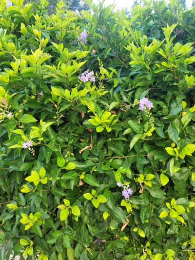 The image displays a close-up view of a dense hedge of green leafy plants, interspersed with small clusters of pale purple flowers. The hedge appears to be well-maintained, with the leaves varying in color from deep green to a lighter, almost yellowish green, particularly on new growth. Some small, greenish berries are also visible. The background is a blur of more greenery, suggesting it is an outdoor scene. The overall impression is one of lush vegetation. The location is specified as Trachoni, Cyprus.