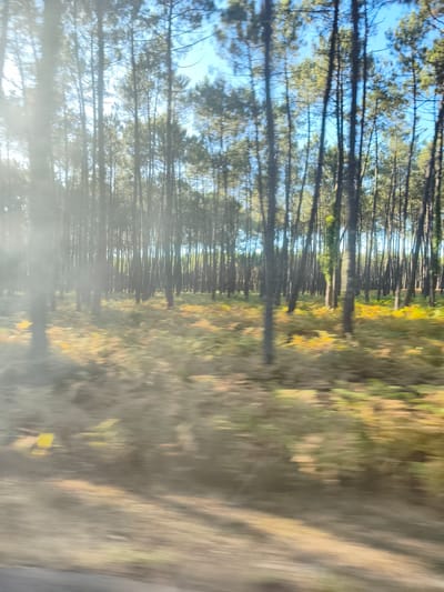 This media file captures a blurred, motion-induced view of a pine forest. The scene is dominated by tall, slender pine trees with dark trunks and green foliage, set against a bright, clear blue sky. The forest floor is covered in a mix of green and yellow foliage, suggesting a possible autumn season or dry vegetation. Sunlight filters through the trees, creating patches of light and shadow on the ground. The motion blur indicates the image was likely taken from a moving vehicle, such as a car or train, passing through the forest. The bright sky suggests it is daytime, likely mid-morning to late afternoon, with fair weather. The location is identified as Castets, France, a region known for its extensive pine forests. No people or man-made objects are clearly discernible due to the blur, only the natural setting of the forest. The overall impression is one of a fleeting glimpse of a sunlit, natural landscape.