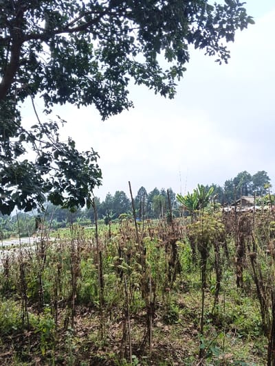 The image captures an open-air agricultural or rural landscape in Mong Pun Teing, Myanmar, under an overcast sky. In the foreground, a field contains numerous rows of dried or mature plants, primarily brown and dark green, supported by vertical wooden stakes approximately 1 to 1.5 meters in height. The ground beneath these plants consists of dark soil with sparse green vegetation and scattered dry organic matter. A substantial tree branch with dense, dark green foliage extends into the upper left quadrant of the frame. In the midground, a wide, light-colored expanse, possibly a dry riverbed or dirt track, is visible. Beyond this, a prominent cluster of large-leafed banana trees stands amidst other green foliage. The background features a dense line of tall, dark green coniferous trees. To the far right, a structure with a light-colored, multi-tiered roof and visible walls is partially discernible. The sky, occupying the upper two-thirds of the image, is uniformly light grey and cloudy. No individuals, actions, or specific interactions are present in the scene.