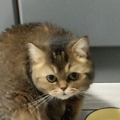 A fluffy, golden-brown cat with green eyes is crouched low to the ground, looking directly at the camera. Its fur appears slightly matted in places, and there is dark shading on its head and back. The cat is positioned in the foreground, with a grey, textured wall behind it and a light-colored, possibly wooden, floor beneath. Part of a yellow bowl is visible in the lower right corner of the frame. The scene appears to be indoors, possibly in a residential setting. There is no indication of the city of Чехов-2, Russia, in the image itself.