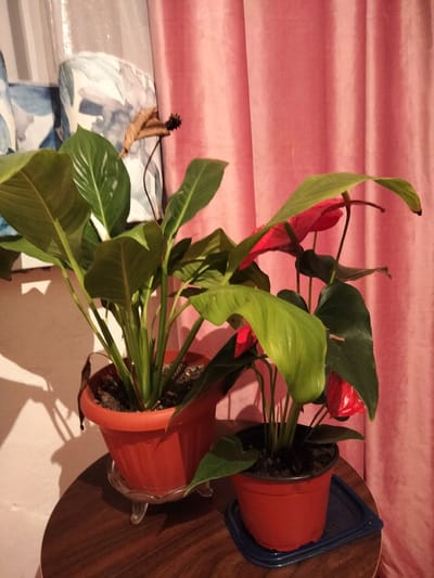 The image shows two potted plants on a wooden table. The plant on the left has large, glossy green leaves and is in a red pot. The plant on the right is an anthurium with red flowers and dark green leaves, also in a red pot. The background is a pink curtain. The scene is indoors, with a shadow cast on the wall behind the plants, suggesting artificial lighting. There is no indication of the location being in the city of Şu, Kazakhstan.