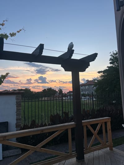 In the city of Voyvodino, Bulgaria, at dusk, a lone white bird is perched atop a dark wooden pergola structure. The sky is a gradient of pale blue to orange and pink, with scattered clouds. A vine with green and yellow leaves drapes from the left side of the pergola. Beyond the pergola is a black metal fence enclosing a grassy area. In the background, several residential buildings are visible, with trees interspersed. In the foreground, a wooden railing with an X-shaped design is present. The scene is set outdoors, likely in a residential or garden area.