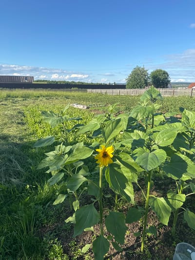 This is a vertical, medium shot of a sunflower in a field under a bright blue sky. The sunflower is in the foreground, with its yellow petals and dark brown center clearly visible. Its large green leaves surround the flower and extend upwards, obscuring other sunflowers. The field behind the sunflower is a mix of green grass and dark soil, with some patches of yellow flowers. A wooden fence runs along the middle ground, separating the field from a distant treeline. The sky is a clear blue with a few wispy white clouds. The sun appears to be high in the sky, suggesting it is midday. The scene is likely outdoors at a farm in Russia, as indicated by the location context. There is no visible text in the image. The overall mood is peaceful and serene, with the bright colors of the sunflower and the blue sky creating a cheerful atmosphere.