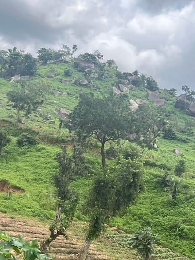 A vertical, medium shot captures a lush green, hilly landscape under a cloudy sky. The terrain is covered in dense vegetation, interspersed with numerous large, grey rocks of varying sizes. Trees, some with bare branches and others with full foliage, dot the hillside. In the foreground, terraced fields of tilled soil are visible, suggesting agricultural activity. The overall scene conveys a natural, somewhat wild environment.
