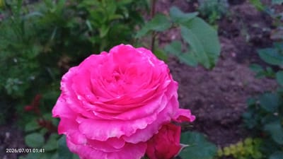 The image shows a close-up of a vibrant pink rose in a garden. The rose is in full bloom with many layered petals. To the right of the main rose, a smaller rosebud is visible. The background is blurred, with green foliage and dark soil suggesting a garden setting. The timestamp in the bottom left corner reads "2026/07/01 01:41". The image does not contain any explicit geographical markers or details that would allow for precise location identification within the city of Луза, Russia.