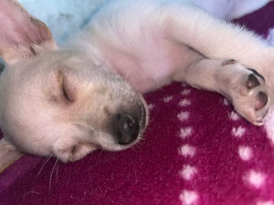 The image shows a close-up of a very young puppy sleeping. The puppy appears to be a light tan or cream color with some darker markings on its nose and paws. It is lying on its side, curled up with its paws tucked in. The puppy's eyes are closed, and its expression is peaceful. It is resting on a soft, textured surface that appears to be a blanket or cushion, which is a deep magenta color with lighter speckles or patterns. A portion of a lighter blue surface is visible beneath the puppy. The lighting suggests it is daytime, possibly indoors, given the soft, diffused light. The image focuses on the puppy's head and upper body, highlighting its soft fur and delicate features. There are no people or other animals visible in the frame. No text is present in the image.