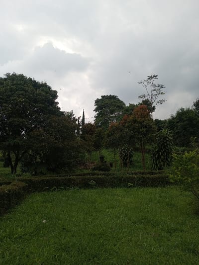 An overcast sky looms over a verdant landscape. Trees of varying heights and foliage density occupy the midground, with a thin, tall tree standing out. A manicured hedge divides the scene. The foreground is dominated by a lush green lawn, lending depth to the image. The light is diffused, creating a soft, natural ambiance. A few birds are visible flying in the sky.